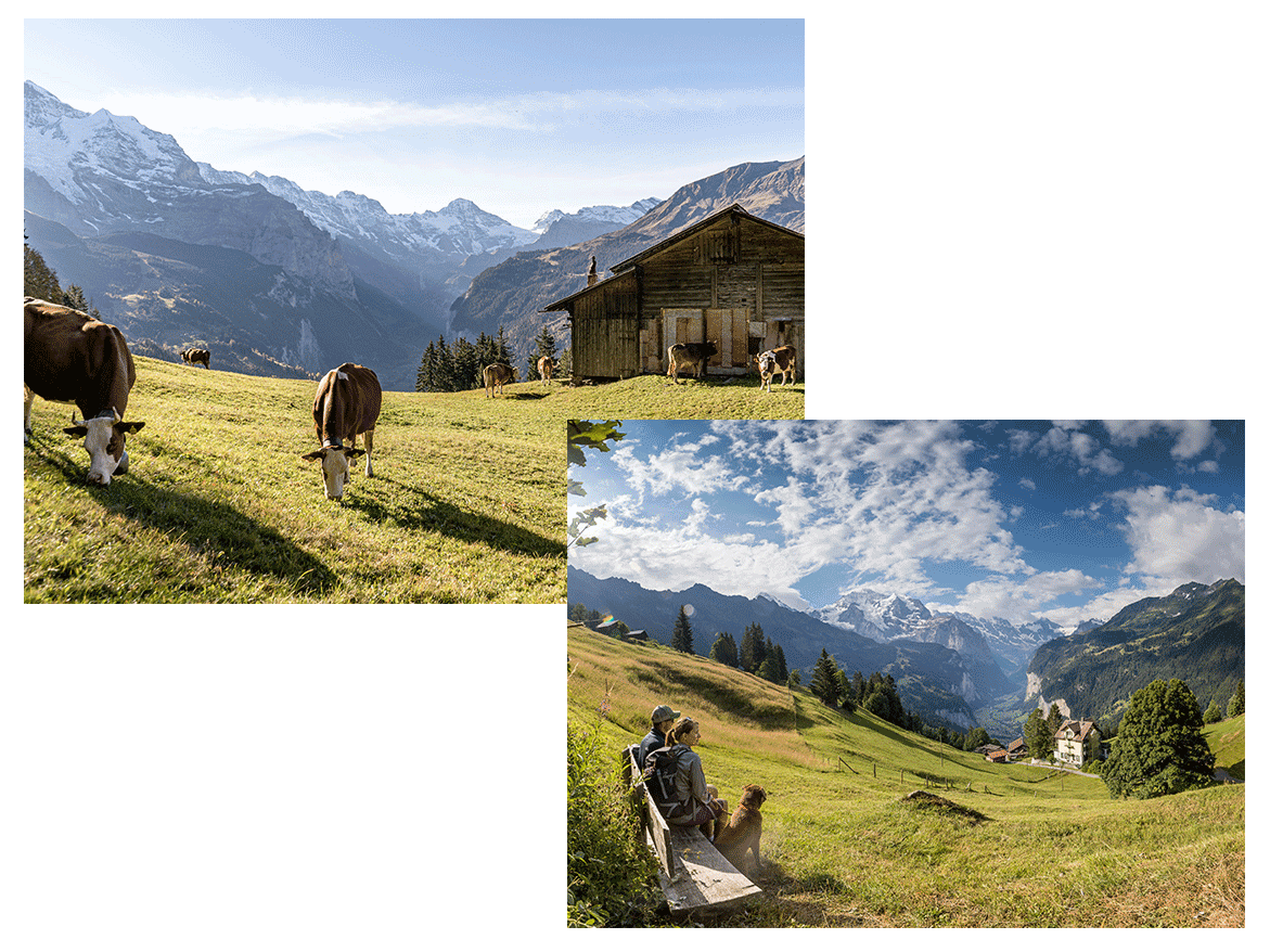 Wandern in Wengen